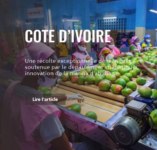 Une récolte exceptionnelle de mangues, soutenue par le département stratégique innovation de la marina d’abidjan