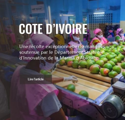 Une récolte exceptionnelle de mangues, soutenue par le Département Stratégie d’Innovation de la Marina d’Abidjan